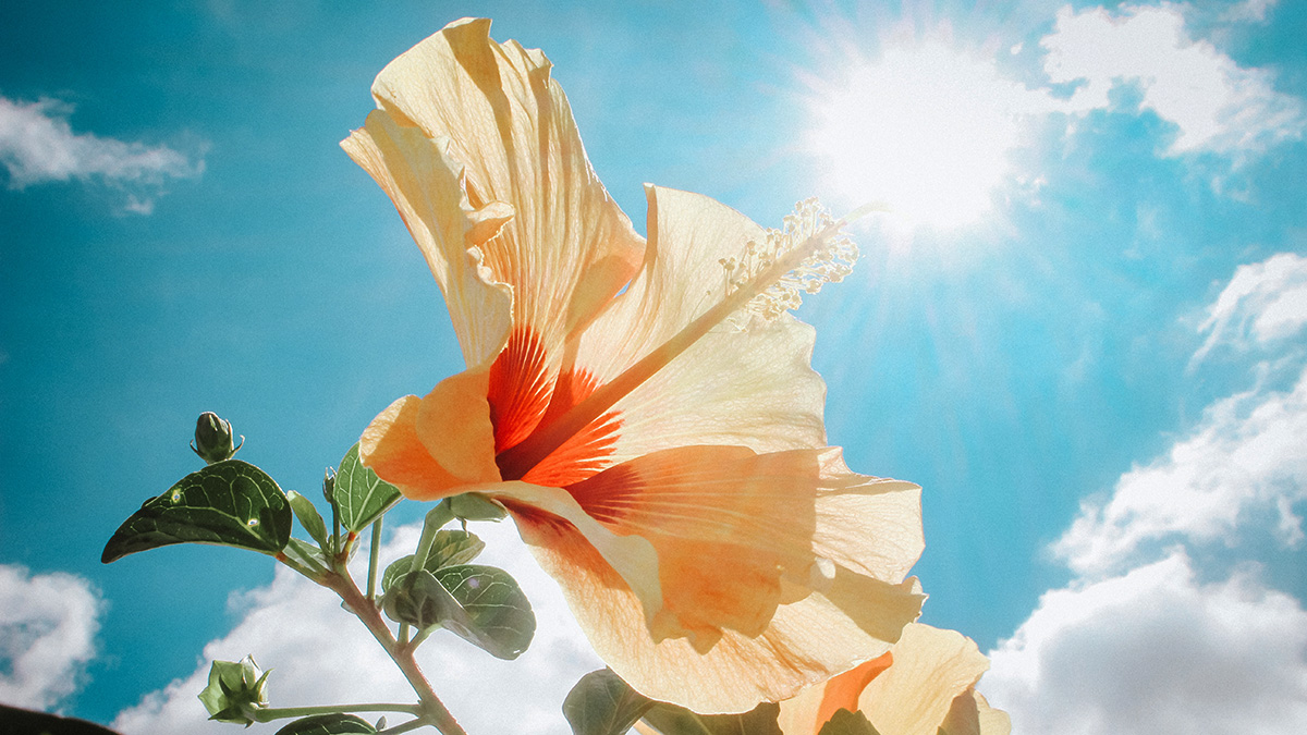 Hibiscus Flower in the sun