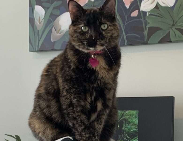 Meet Auria The CAC Cat! | Cramer Children’s Center, Florence, AL